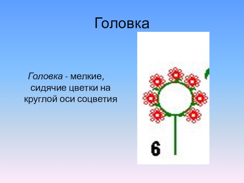 Соцветие головка описание. Сидячие цветки. Соцветие головка. Сидячие цветки примеры. Соцветие головка имеет.