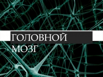 Презентация по биологии на тему: Строение головного мозга - 8 класс
