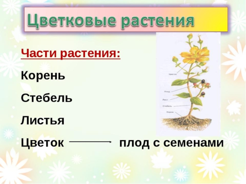 Части растений презентация