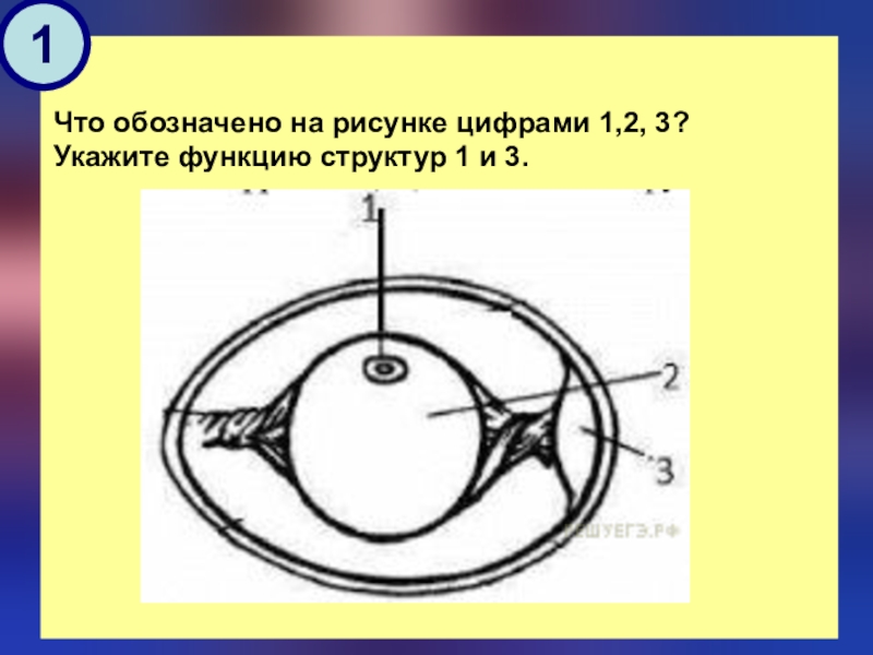 На данном рисунке цифрой 3 обозначена. Что обозначено цифрами на рисунке?. Что обозначает рисунок. Что обозначено цифрами 1, 2, 3?. Что обозначено цифрами 1 и 2 на рисунке?.