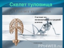 Презентация по анатомии к уроку на тему Скелет туловища