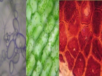 Презентация по биологии 5 класс