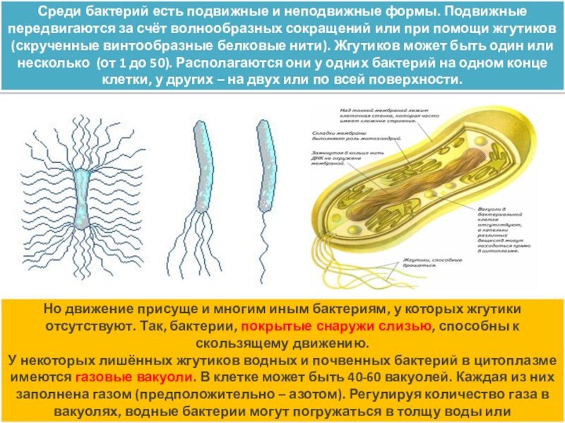 Перемещение клетки. Подвижные бактерии. Подвижные формы бактерий. Неподвижные бактерии. Передвижение бактерий.