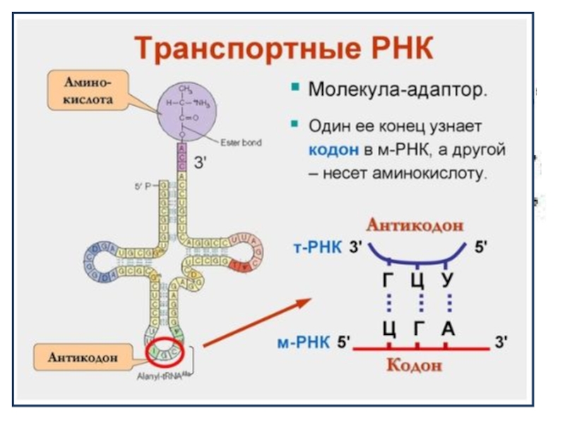 Биосинтез белка решение задач презентация