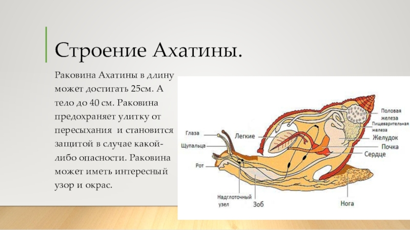 Строение улитки ахатины картинка