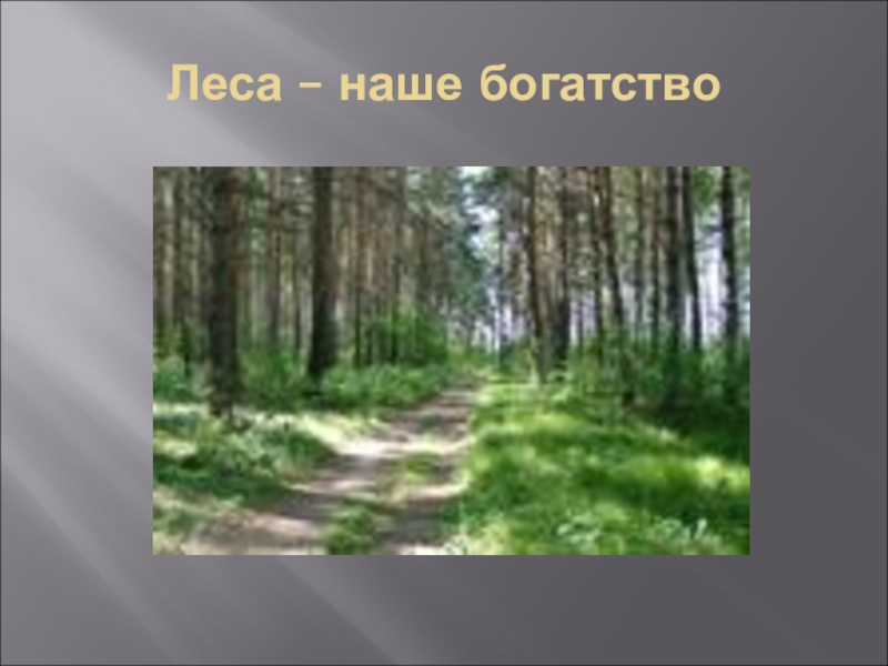 Урок лесная зона. Зоны леса 4 класс. Лесные зоны России презентация. Зона лесов 4 класс. Зона лесов презентация 4 класс.