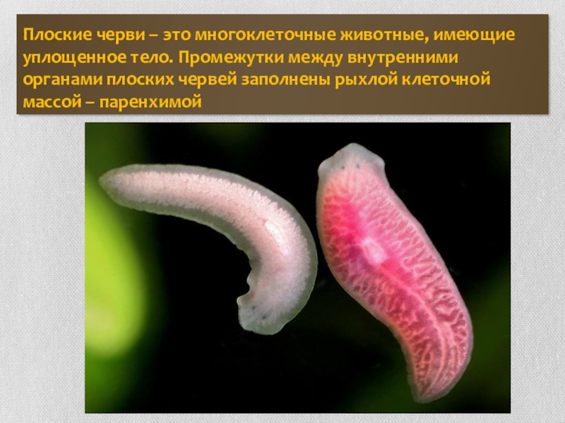 Биология 5 класс плоские черви. Типы плоских червей. Многообразие плоских червей. Форма тела плоских червей.