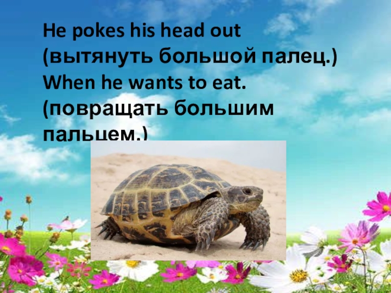 Как по английски будет черепаха. Сообщение про черепашку. Описание черепахи. Черепашка на английском. Описание черепахи на английском языке.