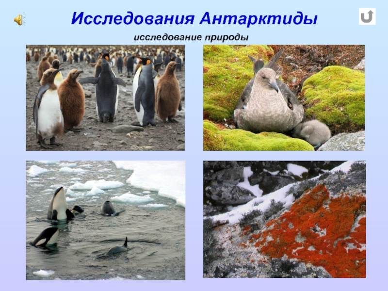 Исследования Антарктидыисследование природы