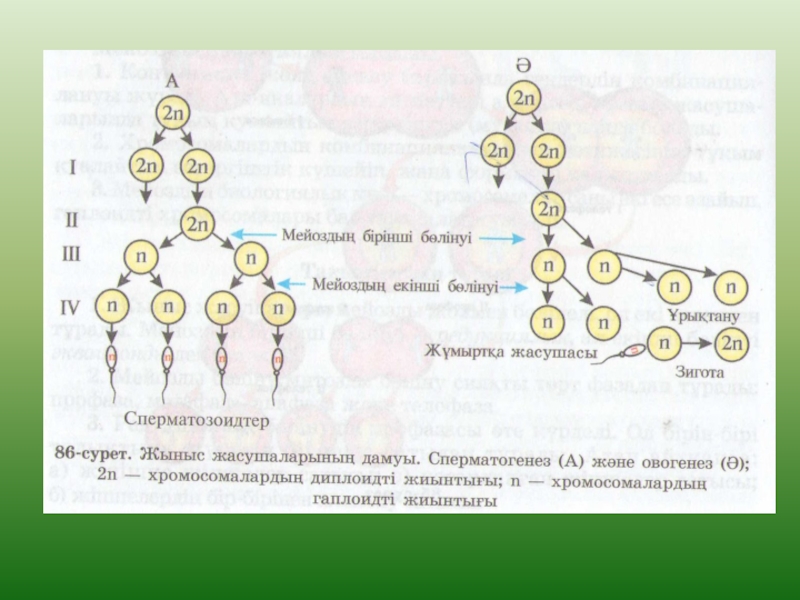 Развитие женских половых клеток происходит в. Схема основных этапов сперматогенеза и овогенеза. Таблица гаметогенез сперматогенез овогенез. Схема сперматогенеза и овогенеза. Оогенез и овогенез.