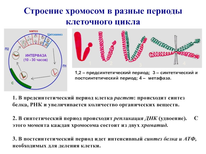 Период интерфазы клеточного цикла