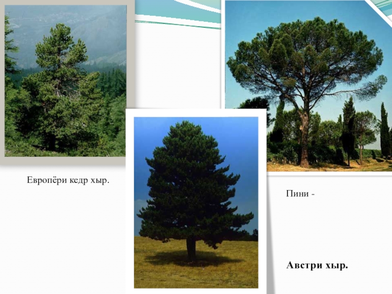 Названия деревьев на чувашском. Названия деревьев на чувашском. Карточки деревья и кустарники. Названия деревьев на чувашском. Деревья на чувашском языке с переводом на русский.