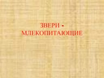 Презентация. Окружающий мир. Млекопитающие