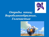 Презентация по биологии на тему Отряды птиц
