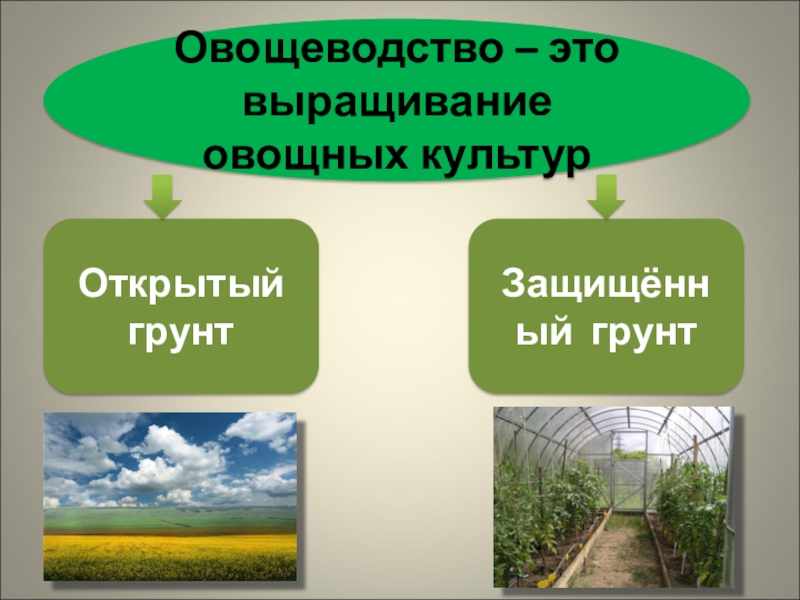 Выращивание овощных культур конспект урока