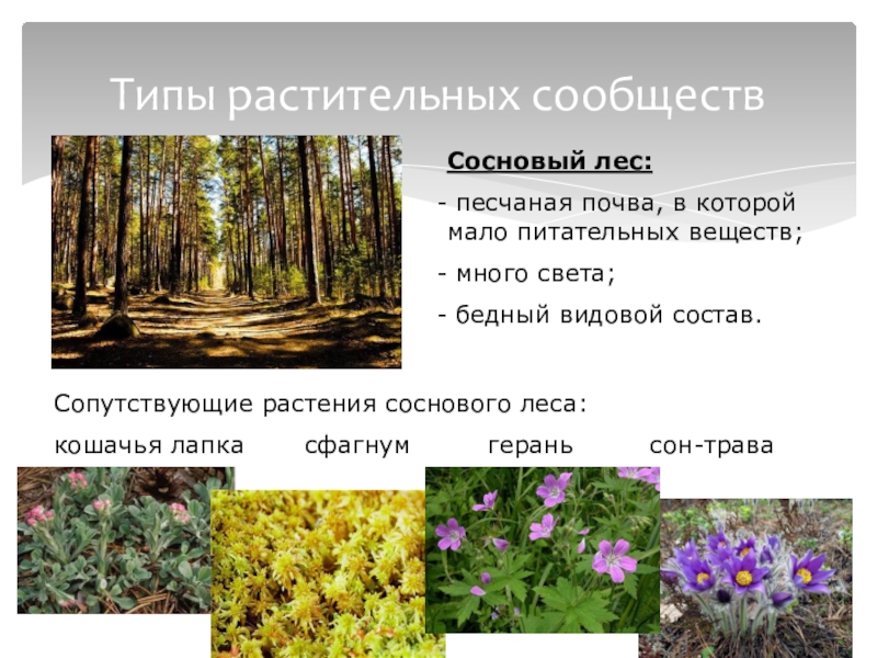 Растительные сообщества 5 класс биология