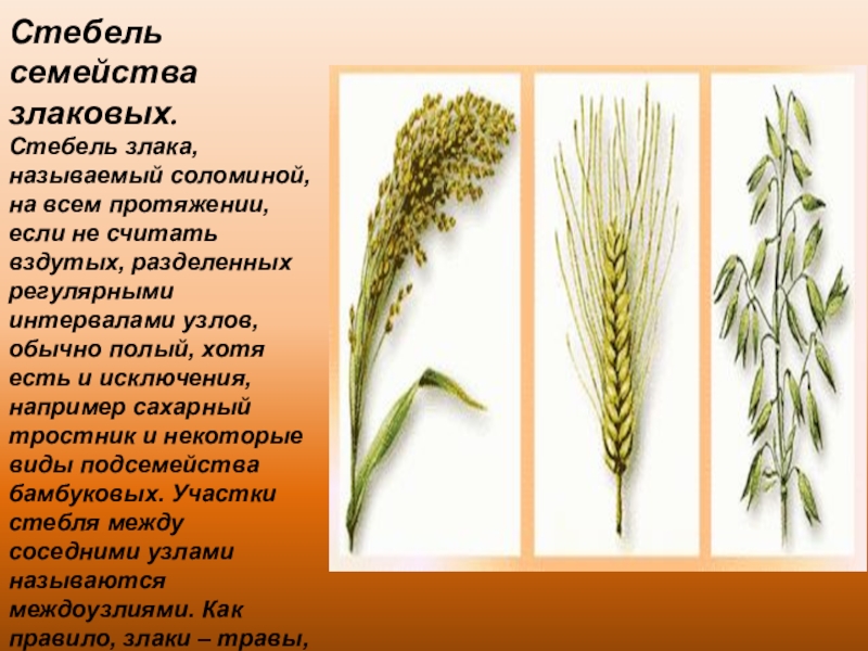 Презентация по биологии 6 класс семейство злаки