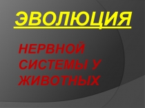 Презентация по биологии Эволюция нервной системы у животных