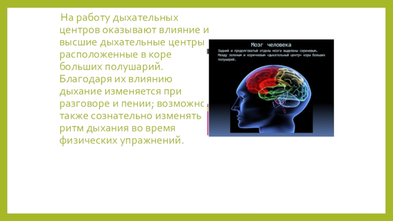 Дыхание 8 класс презентация. На деятельность дыхательного центра оказывают влияние. Что оказывает влияние на работу дыхательного центра. Высшие дыхательные центры больших полушарий. Влияние высших центров на дыхание.