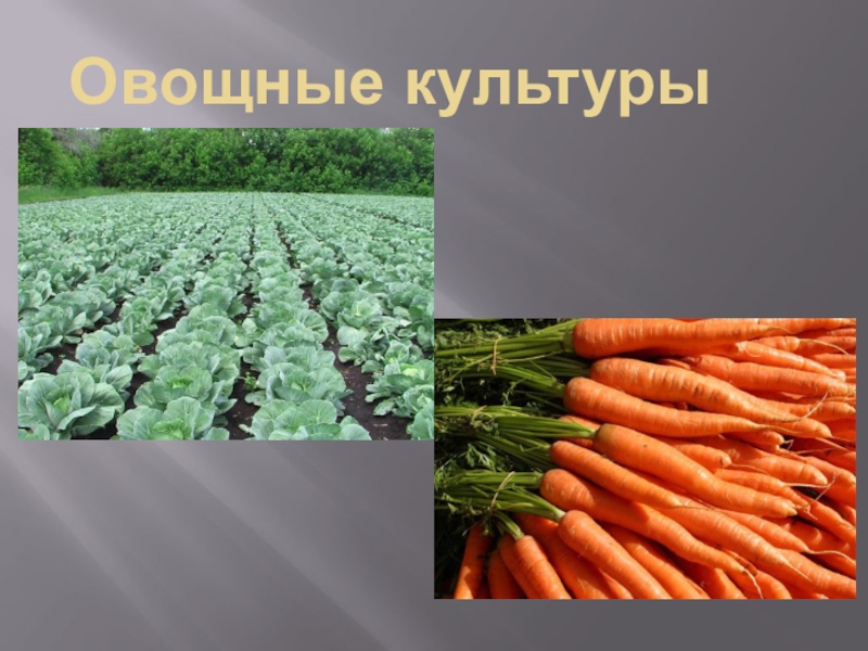 Овощные культуры презентация