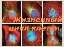 Презентация по биологии на тему