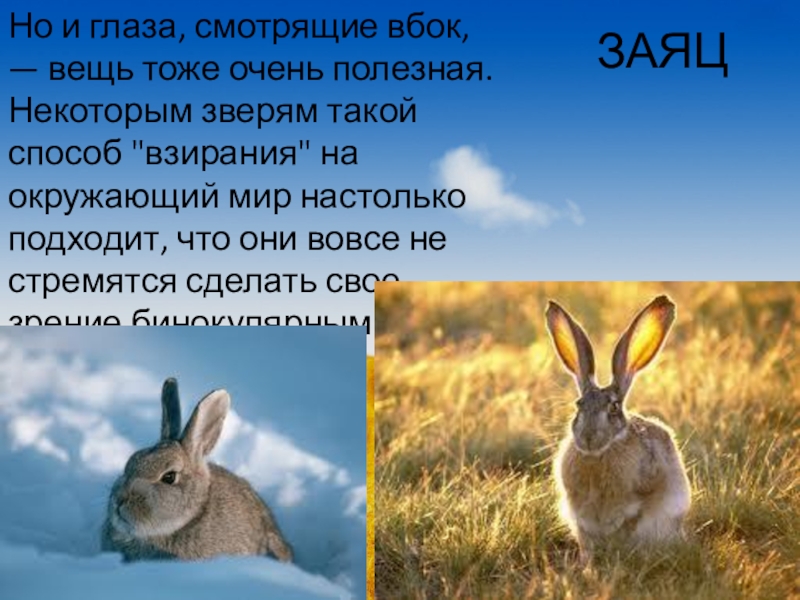 Текст про зайца 2 класс. Заяц окружающий мир. Рассказ о животном поля. Доклад про зайца. Презентация на тему заяц.