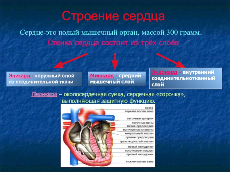 Сердце полый мышечный орган. Сердце состоит из ткани. Мышечная ткань сердца состоит из. Слои мышечной ткани сердца.