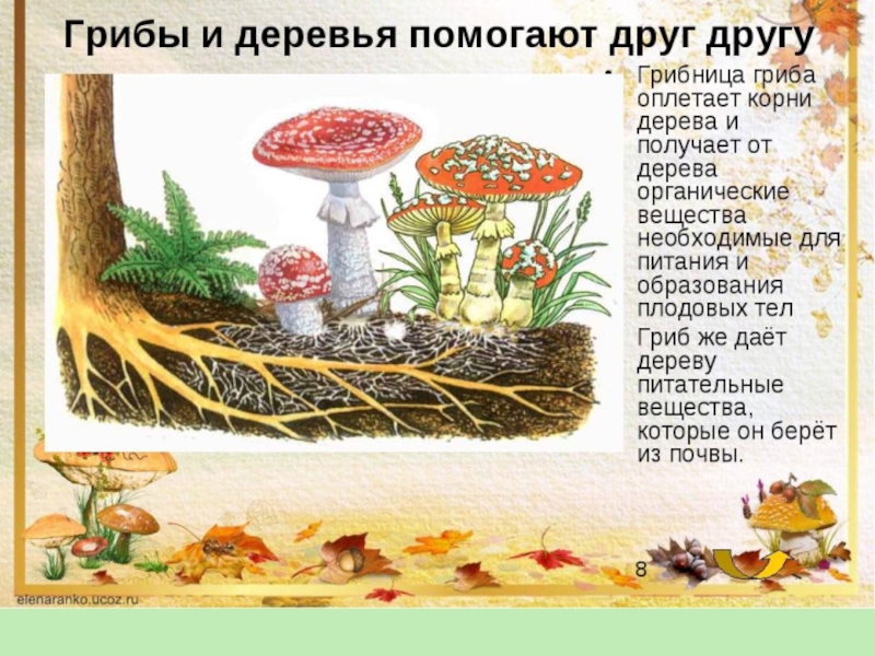 Почему грибы считают. Презентация про грибы 2 класс. Как грибы связаны с деревьями. Грибы конспект урока 2 класс. Взаимосвязь растений и грибов.