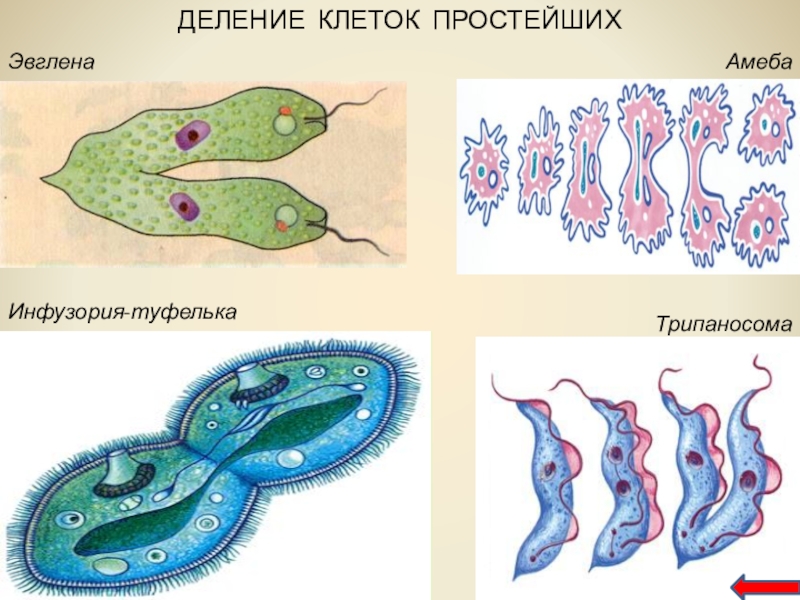 Деление размножение организмов. Бесполое деление шизогонией. Шизогония это бесполое размножение. Бесполое размножение деление. Деление простейших организмов.