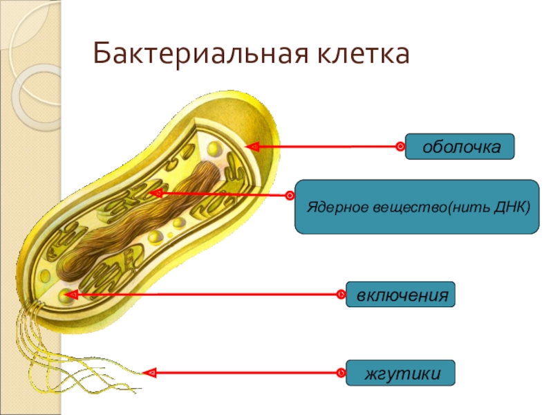 Биология пятый класс бактерии. Бактериальная клетка 5 класс. Бактериальная клетка 5 класс биология. Клетка бактерии 5 класс. Бактерии 5 класс.