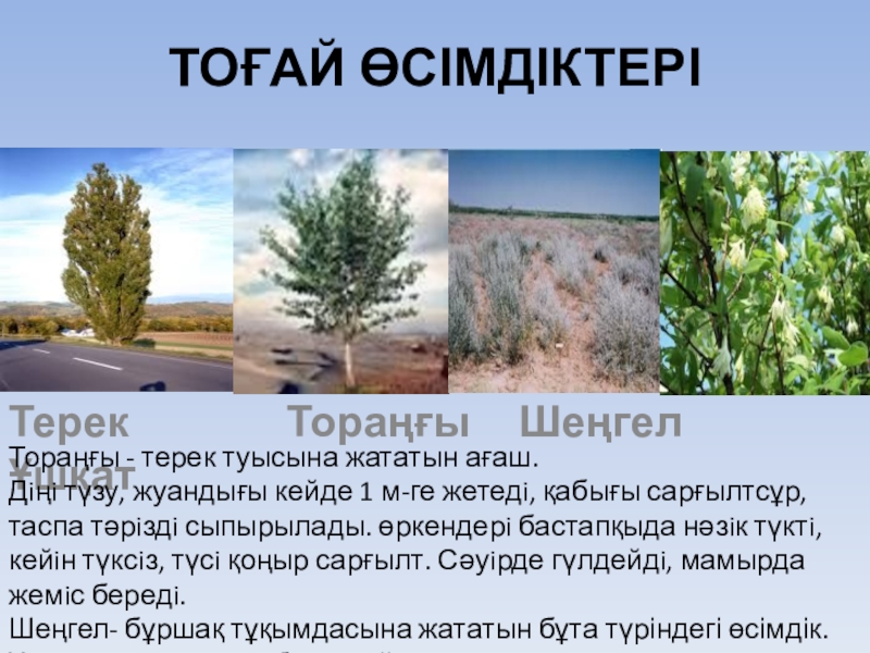 Жантақ қайда өседі тех карта жаратылыстану