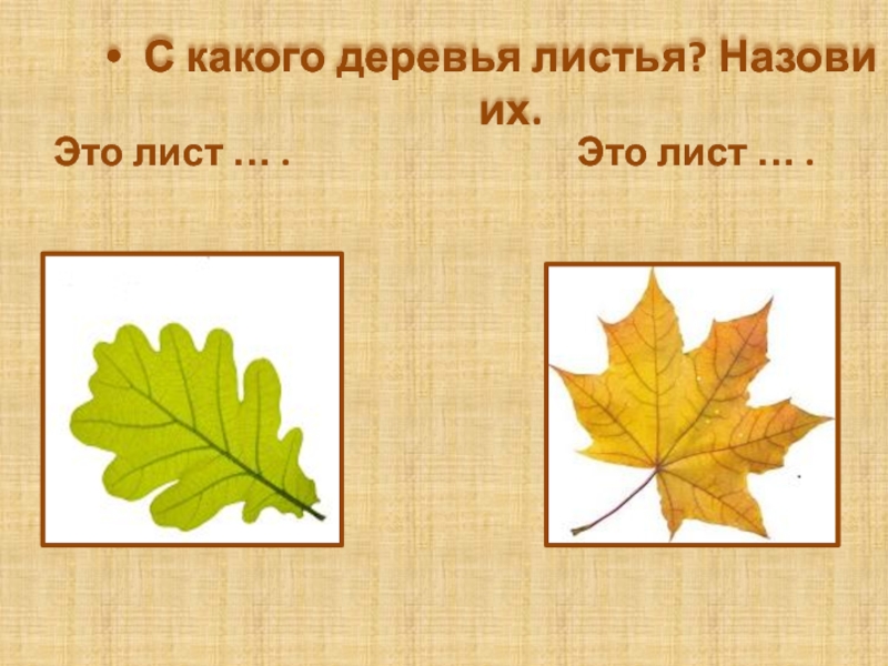 Листья падают с дуба ясеня. С какого дерева лист. Листья деревьев окружающий мир 2 класс. Лист какого дерева изображен. С какого дерева этот листик.