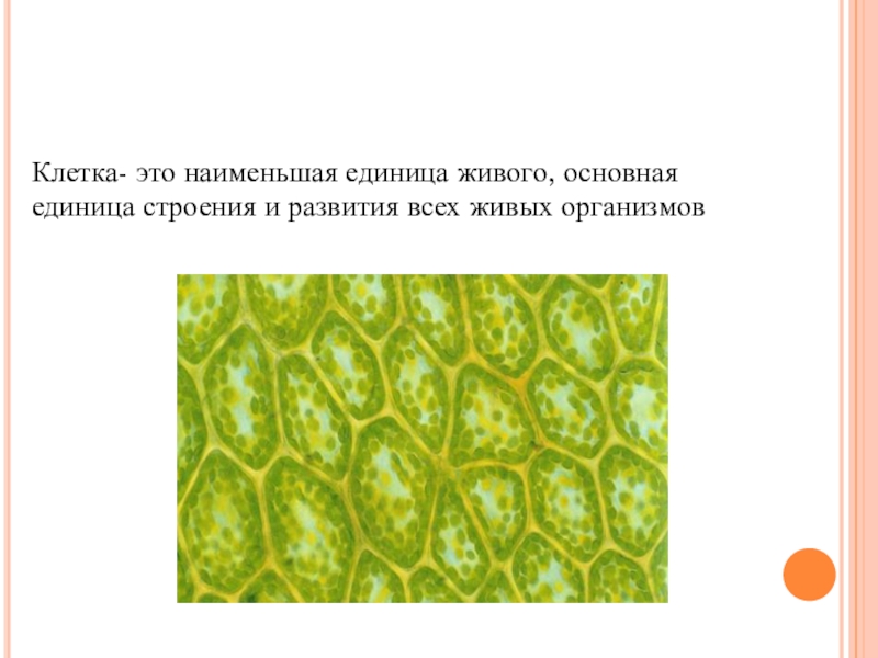 Живой основной. Клетка. Клетка биология. Живые клетки 5 класс презентация. Клетка ткани биология.