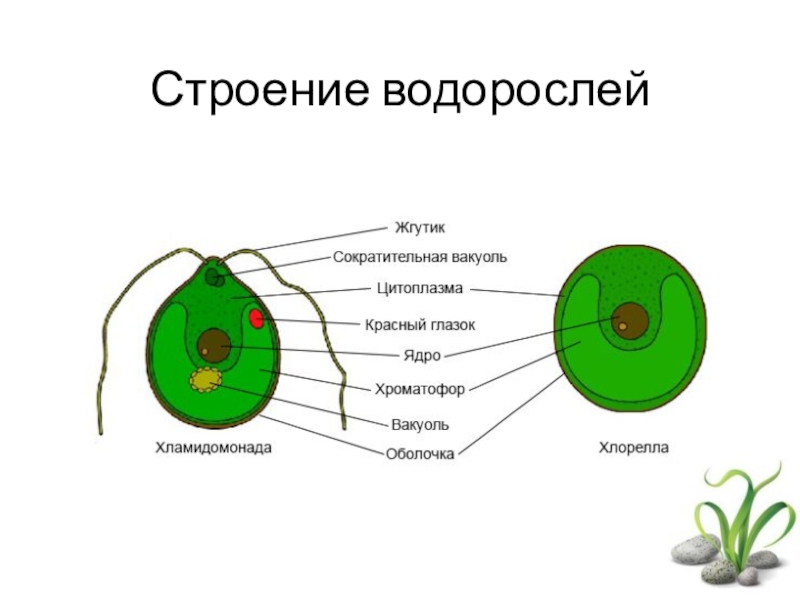 Рисунок 122 биология 6 класс