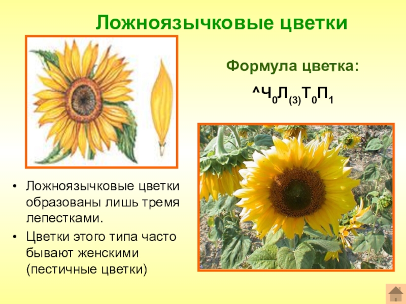 Презентация биология 6 класс сложноцветные