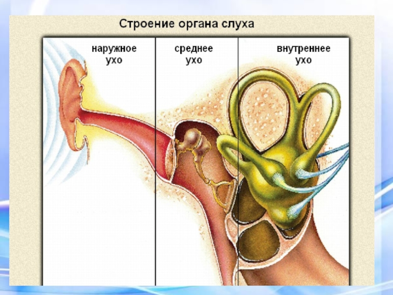 8 орган слуха и равновесия. Орган слуха наружное ухо среднее ухо внутреннее ухо. Строение уха наружное среднее внутреннее. Строение органа слуха человека. Строение уха 8 класс биология.