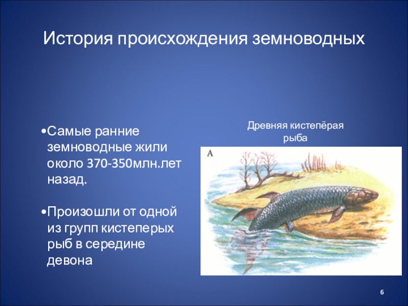 На рисунке представлено древнее животное стегоцефал обитавшее около 370 400 млн лет назад