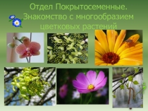 Презентация по биологии на тему Отдел Покрытосеменные. Знакомство с многообразием цветковых растений (7 класс).