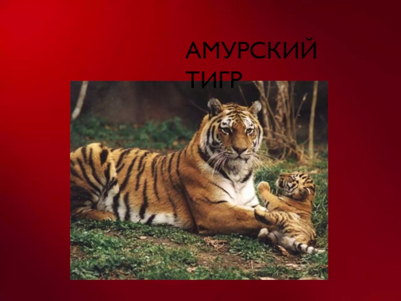Про красного тигра. Амурский тигр. Уссурийский тигр красная книга. Амурский тигр красная книга. Животные красной книги Амурский тигр.