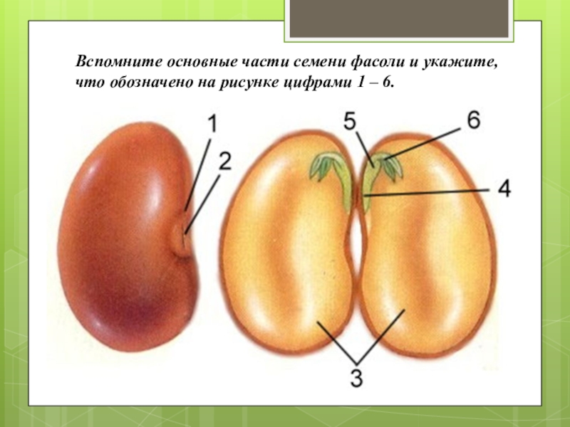 Внутреннее строение семени томата. Строение зерновки и семени фасоли. Основные части зародыша в семени. Части зародыша семени фасоли. Строение зародыша фасоли.
