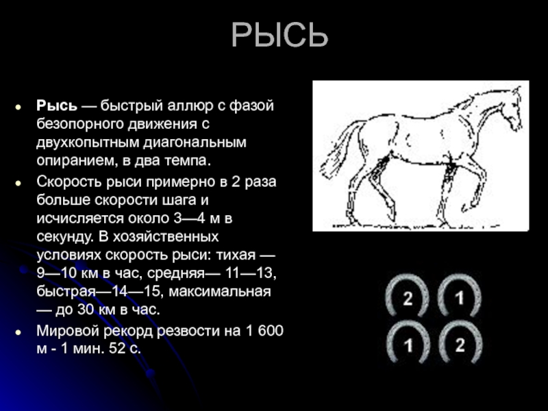 Аллюр лошади иноходь. Скорость бега лошади рысью. Иноходь у лошадей. Скорость лошади км/ч.