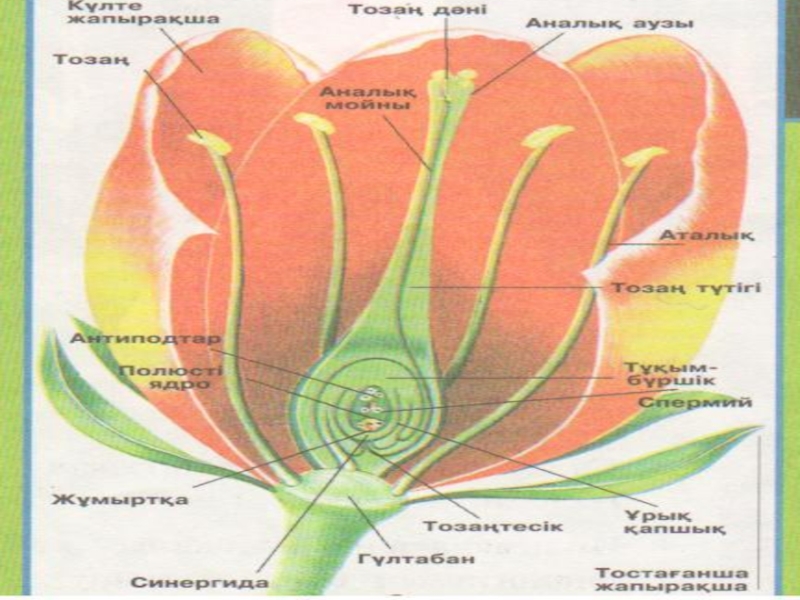 Тозаңдану түрлері. Гүлдің құрылысы презентация. Өсімдіктердің ұрықтануы презентация. Тозаңдану мен ұрықтану слайд. Гүлдің чертежи.