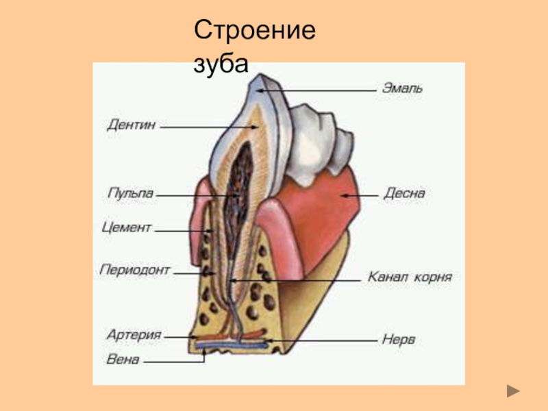 Рисунок зуба биология 8 класс