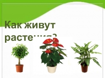 Презентация по окружающему миру Как живут растения?1 класс