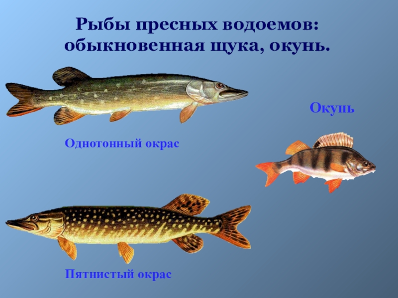 Рыбы пресных водоемов. Пресноводной рыбой в жизни. Пресные рыбы для аквариума. Размеры солнечной рыбы в пресном водоеме.