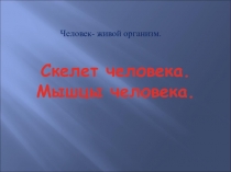 Скелет человека