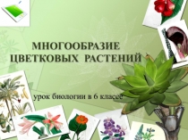 Презентация к уроку по теме Семейство Злаковые