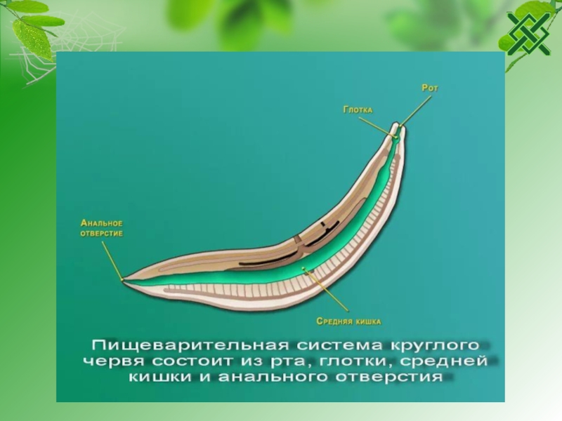 Тип круглые черви пищеварительная. Пищеварительная система червей круглых червей. Пищеварительная система круглых червей 7 класс. Пищевар система круглых червей. Строение пищеварительной системы круглых червей.