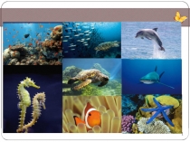 Презентация по биологии  Разнообразие организмов