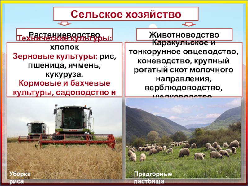 Схема связи растениеводства и животноводства и промышленности